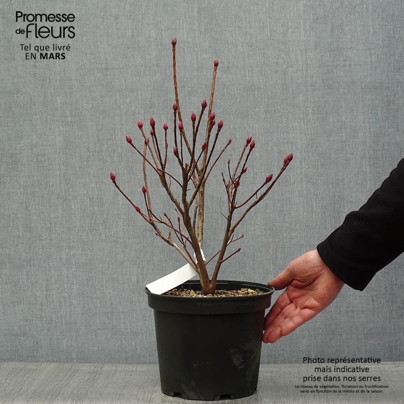 Exemplar von Sommergrüne Azalee Delicatissima - Azalea Topf mit 4L/5LGelieferte Höhe ca. 20/30cm wie im Frühjahr geliefert