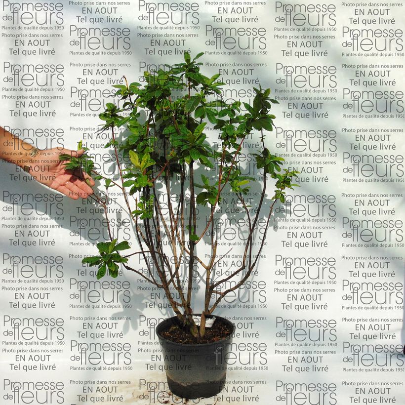 Beispiel eines Exemplars von Sommergrüne Azalee Kilian - Azalea Topf mit 4L/5L wie geliefert