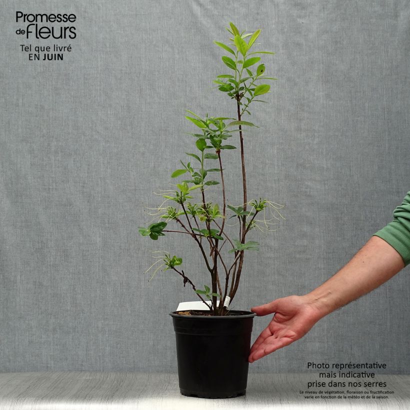 Exemplar von Sommergrüne Azalee Klondyke - Azalea mollis Topf mit 4L/5L wie im Sommer geliefert