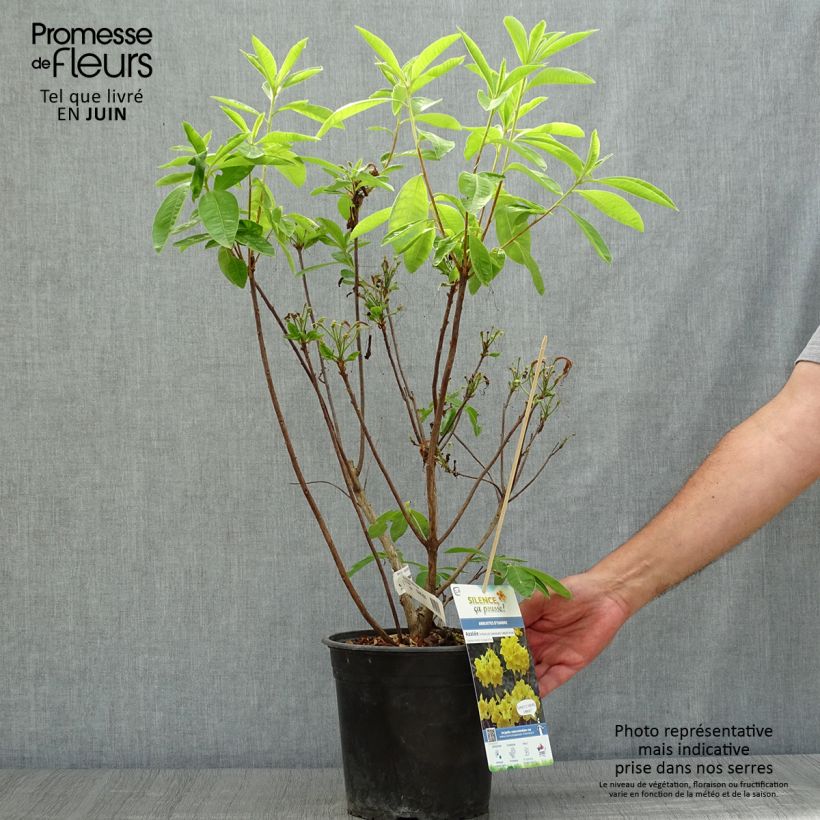 Exemplar von Japanische Azalee Lingot d'Or - Azalea Topf mit 4L/5L wie im Sommer geliefert