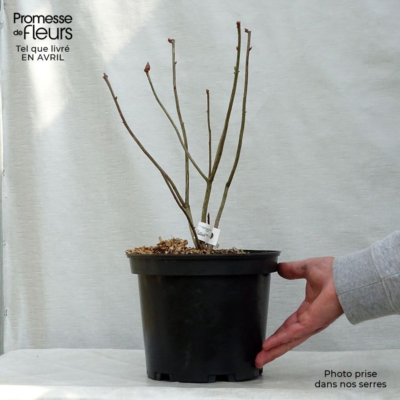Exemplar von Sommergrüne Azalee Narcissiflora - Azalea luteum Topf mit 4L/5L wie im Frühjahr geliefert