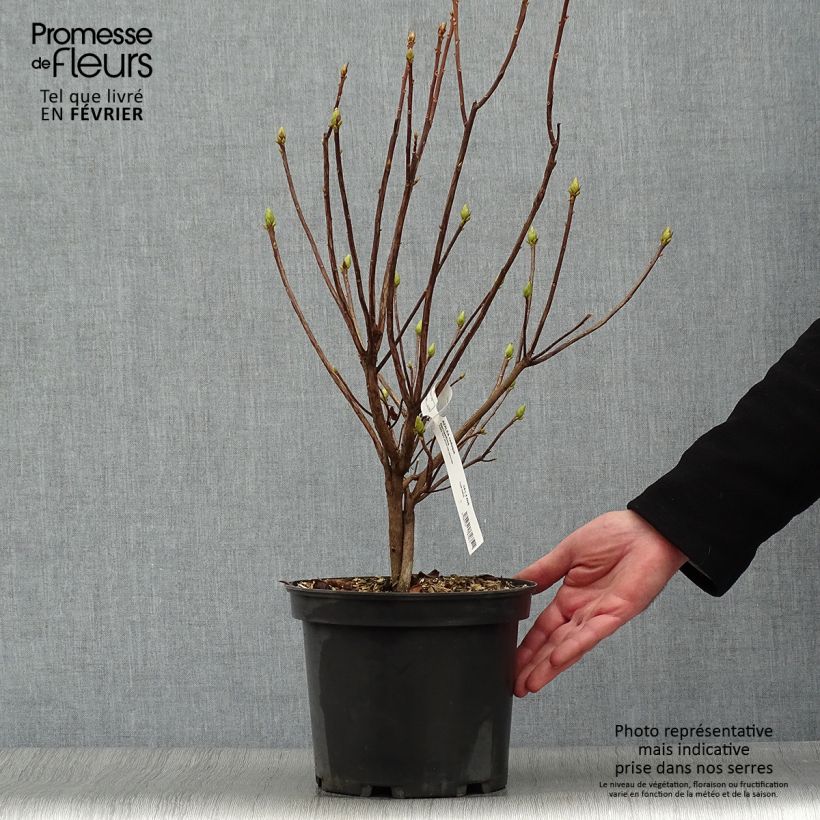 Exemplar von Sommergrüne Azalee Narcissiflora - Azalea luteum Topf mit 4L/5L wie im Winter geliefert
