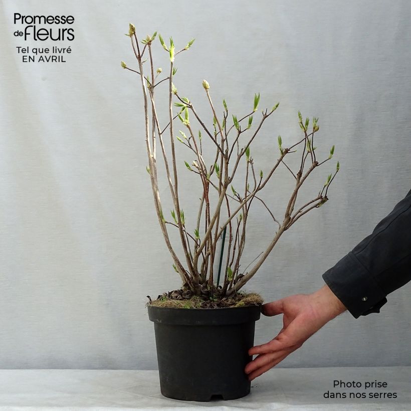 Exemplar von Sommergrüne Azalee Persil - Azalea mollis Topf mit 4L/5L wie im Frühjahr geliefert