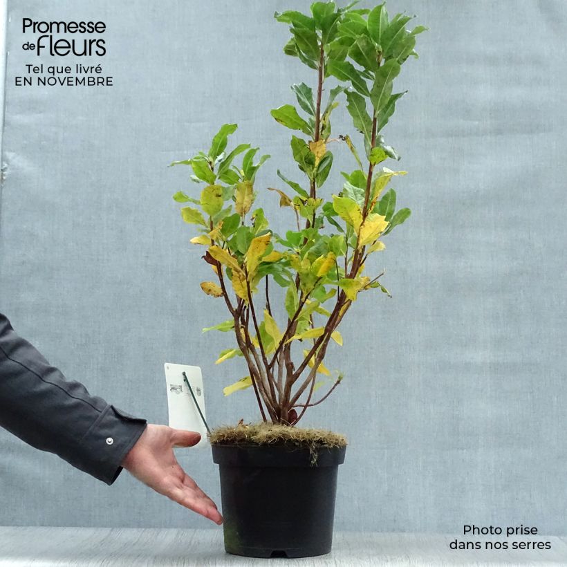 Exemplar von Sommergrüne Azalee Persil - Azalea mollis Topf mit 4L/5L wie im Herbst geliefert