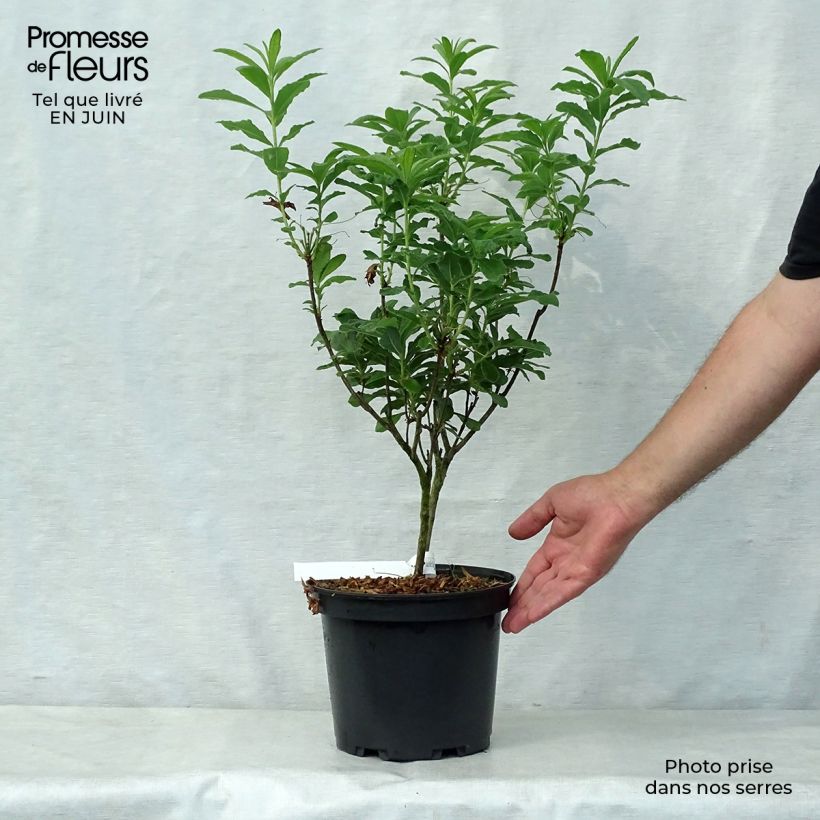 Exemplar von Sommergrüne Azalee Peter Koster - Azalea mollis Topf mit 4L/5L wie im Sommer geliefert