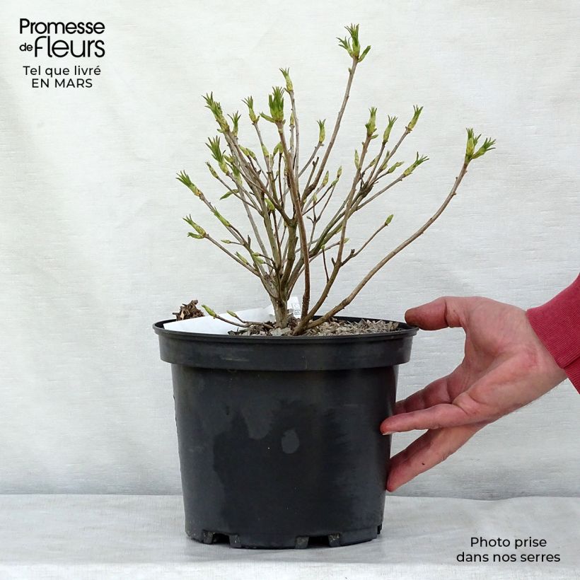 Exemplar von Gelbe Azalee - Azalea luteum Topf mit 4L/5L wie im Frühjahr geliefert