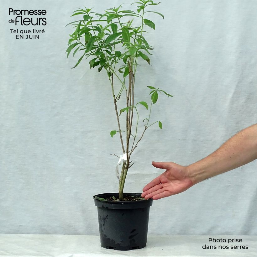 Exemplar von Sommergrüne Azalee Wallowa Red - Azalea Topf mit 4L/5L wie im Sommer geliefert
