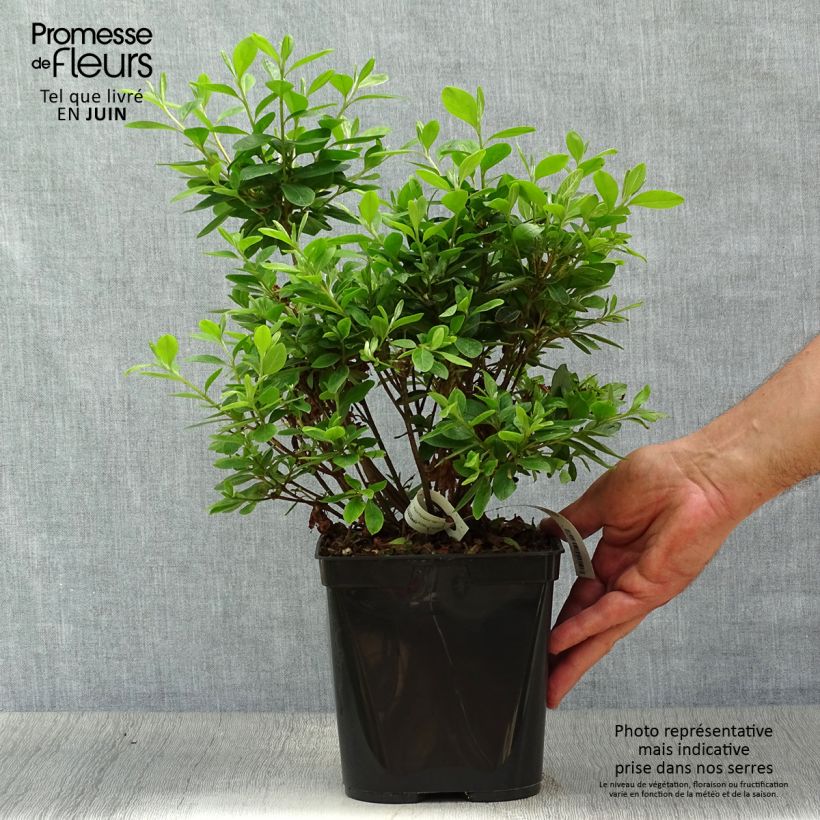 Exemplar von Japanische Azalee Al's Picotee - Azalea Topf mit 2L/3L wie im Sommer geliefert