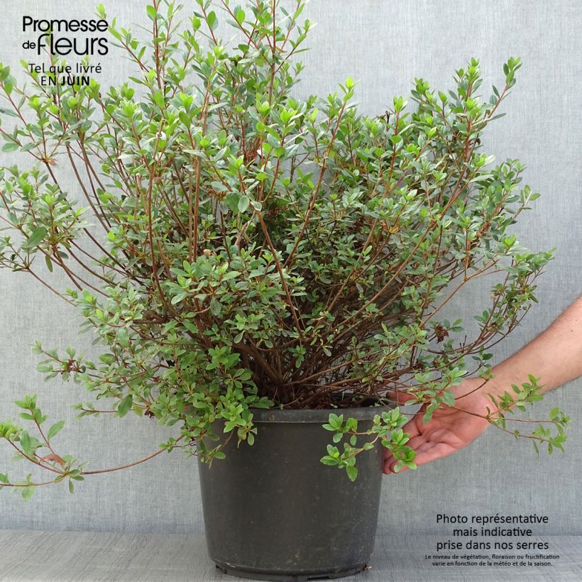 Exemplar von Japanische Azalee Amoena - Azalea Topf mit 12L/15L wie im Sommer geliefert