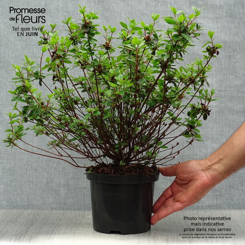 Exemplar von Japanische Azalee Amoena - Azalea Topf mit 2L/3L wie im Sommer geliefert