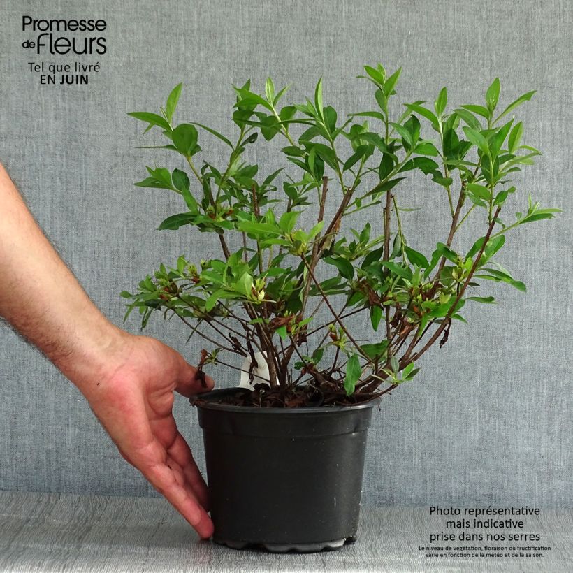 Exemplar von Japanische Azalee Blue Danube - Azalea Topf mit 2L/3L wie im Sommer geliefert