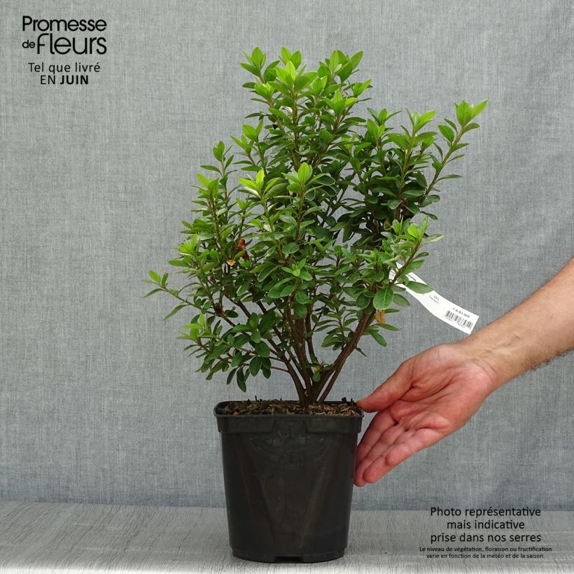 Exemplar von Japanische Azalee Eucharis - Azalea Topf mit 2L/3L wie im Sommer geliefert