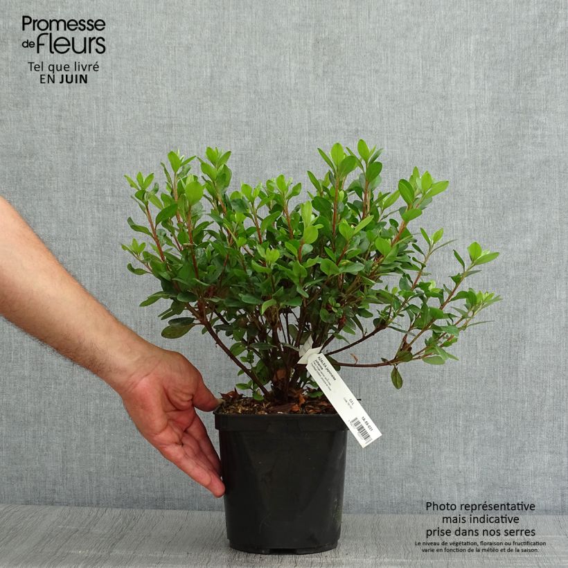 Exemplar von Japanische Azalee Johanna - Azalea Topf mit 2L/3L wie im Sommer geliefert