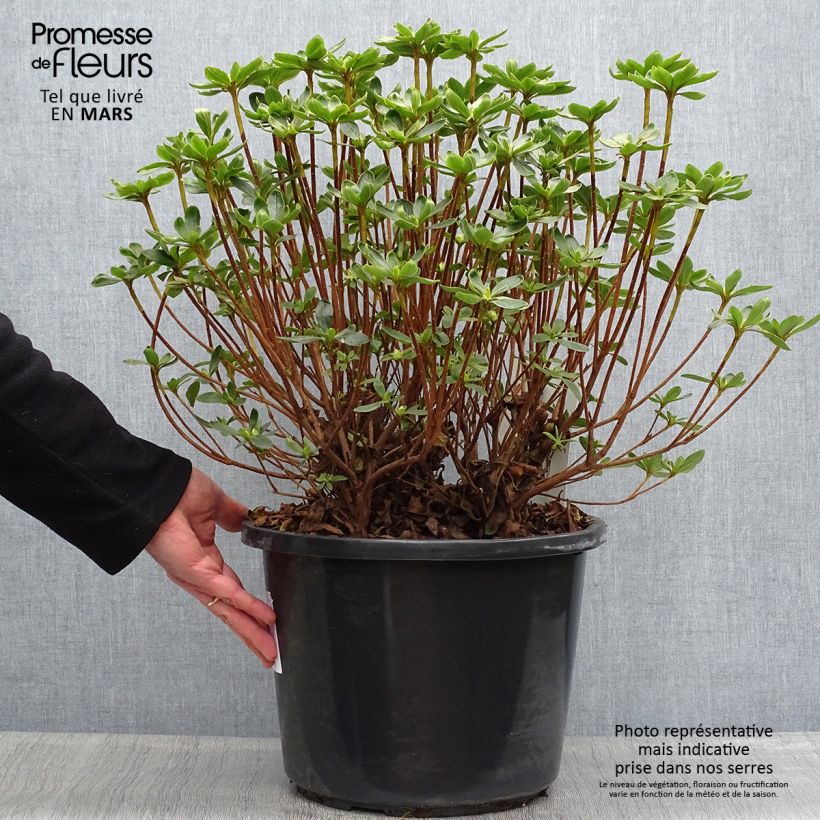 Exemplar von Japanische Azalee Luzi - Azalea Topf mit 12L/15L wie im Frühjahr geliefert