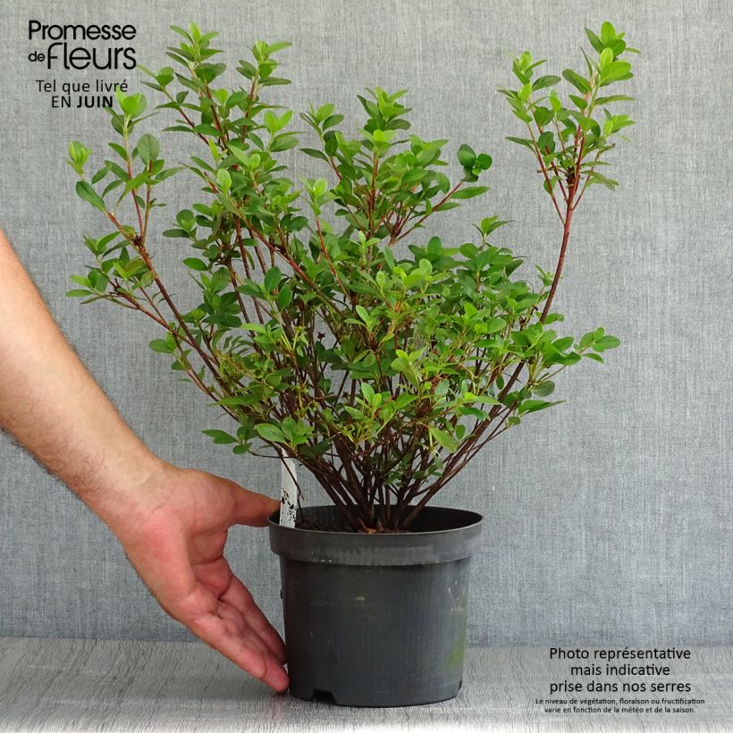 Exemplar von Japanische Azalee Moederdag - Azalea Topf mit 2L/3L wie im Sommer geliefert