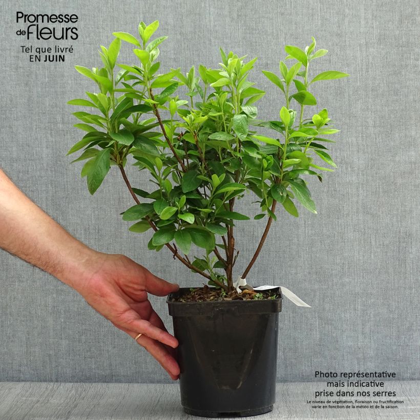 Exemplar von Azalea obtusum Palestrina - Japanische Azalee Topf mit 2L/3L wie im Sommer geliefert