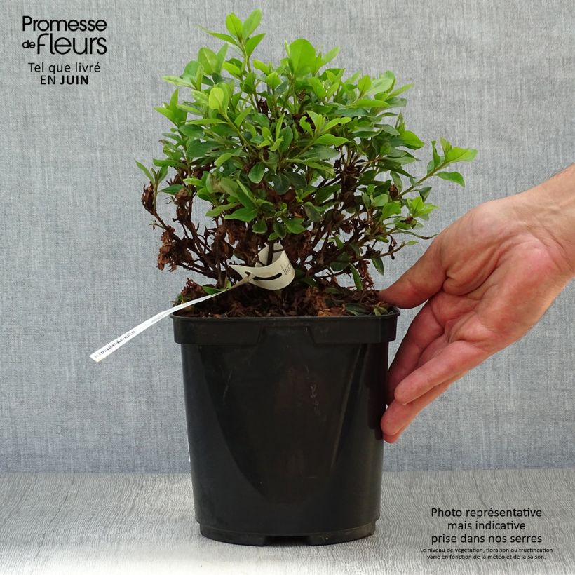 Exemplar von Japanische Azalee Peggy Ann - Azalea kaempferi Topf mit 2L/3L wie im Sommer geliefert