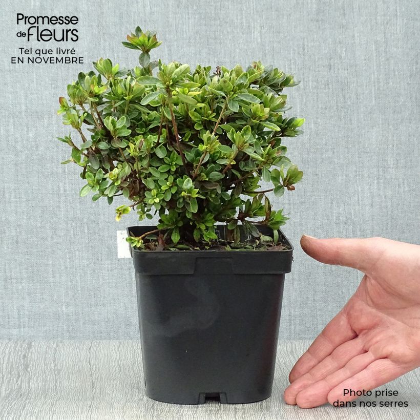 Exemplar von Japanische Azalee Rex - Azalea Topf mit 2L/3L wie im Herbst geliefert