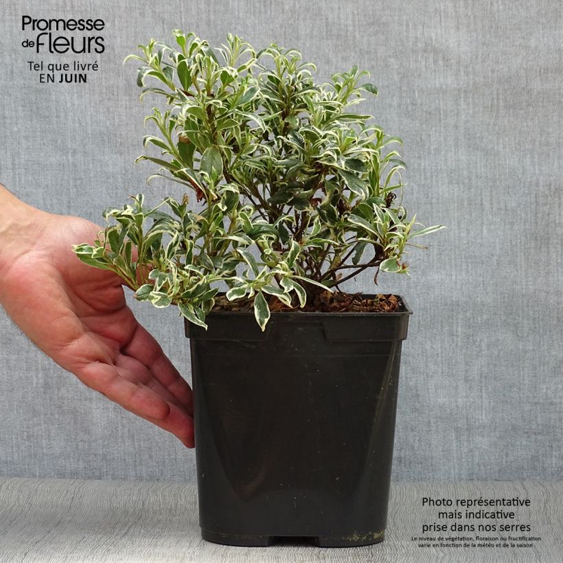 Exemplar von Japanische Azalee Silver Queen - Azalea Topf mit 2L/3L wie im Sommer geliefert