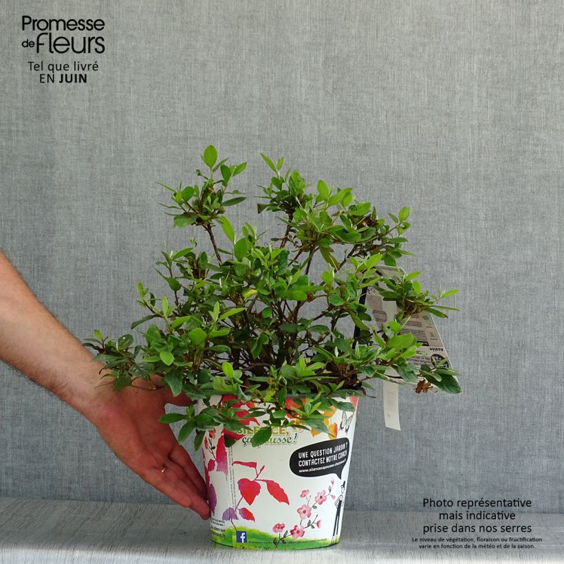 Exemplar von Japanische Azalee Vuyk's Rosyred - Azalea Topf mit 2L/3L wie im Sommer geliefert