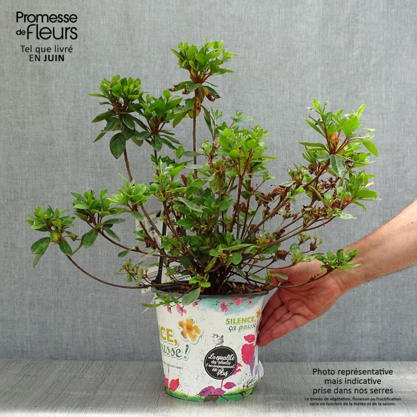 Exemplar von Japanische Azalee Vuyk's Scarlet - Azalea Topf mit 4L/5L wie im Sommer geliefert
