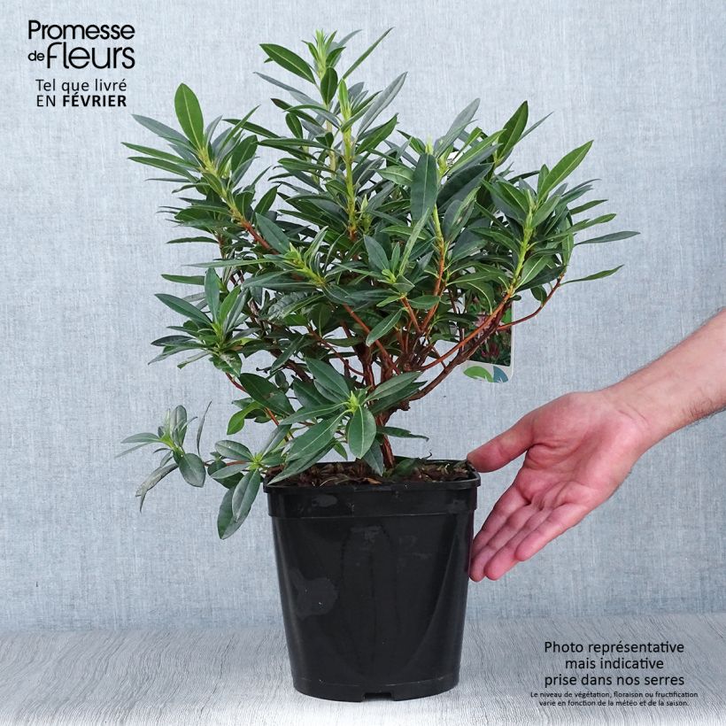 Exemplar von Azalea gowenianum - Azaleodendron Topf mit 4L/5L wie im Herbst geliefert