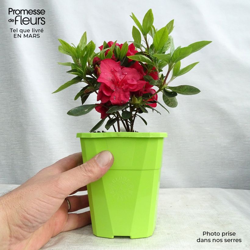 Exemplar von Japanische Azalee ENCORE Autumn Fire - Azalea Topf mit 1L/1,5L wie im Frühjahr geliefert