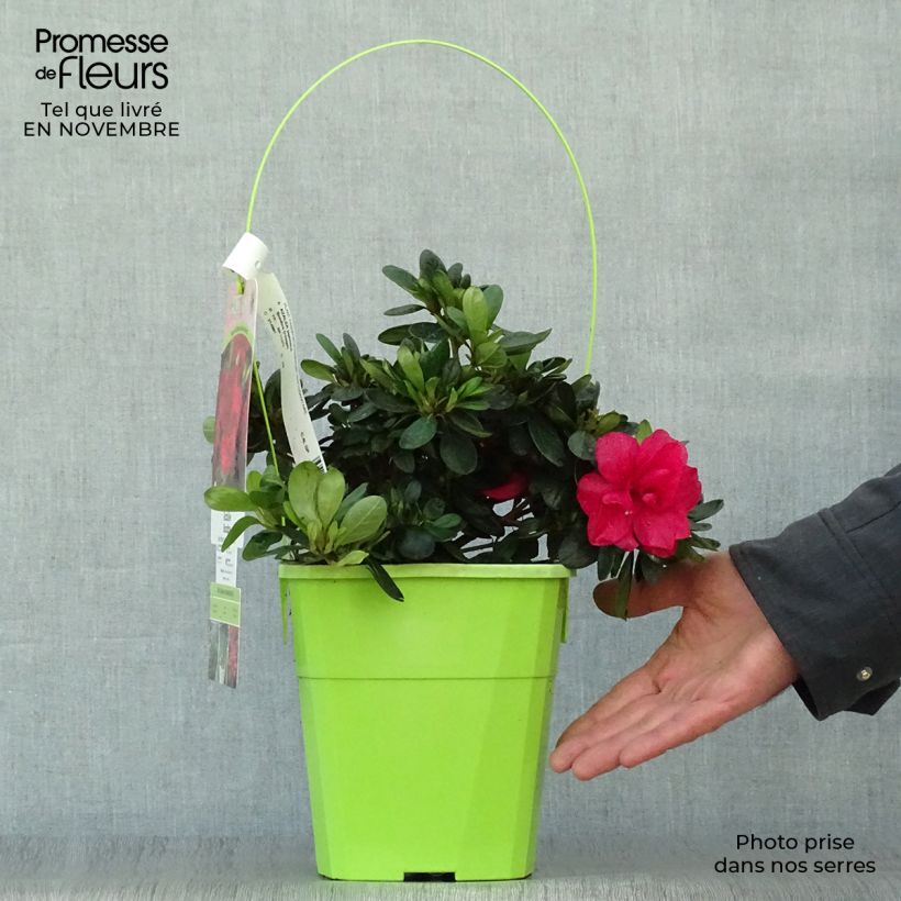 Exemplar von Japanische Azalee ENCORE Bonfire - Azalea Topf mit 3L/4L wie im Herbst geliefert