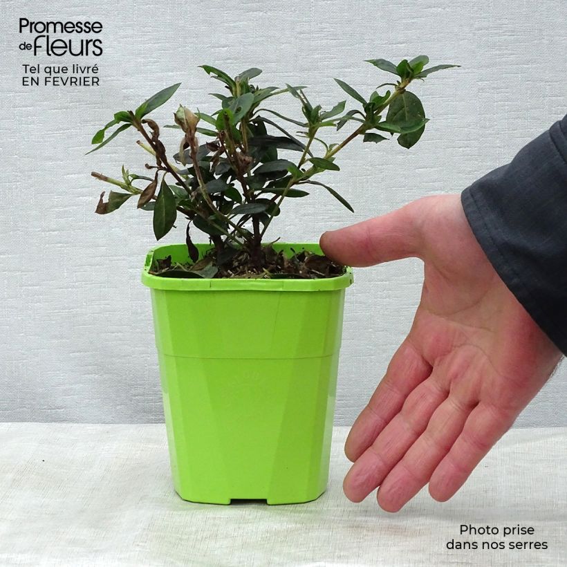 Exemplar von Japanische Azalee ENCORE Carnival - Azalea Topf mit 1L/1,5L wie im Winter geliefert