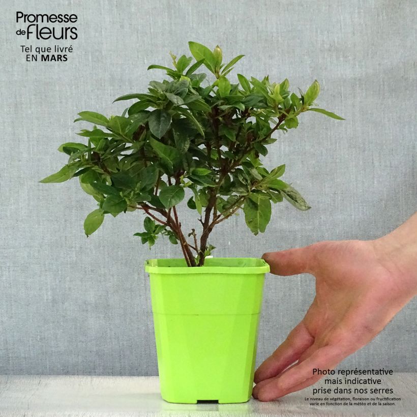 Exemplar von Japanische Azalee ENCORE Carnival - Azalea Topf mit 1L/1,5L wie im Frühjahr geliefert