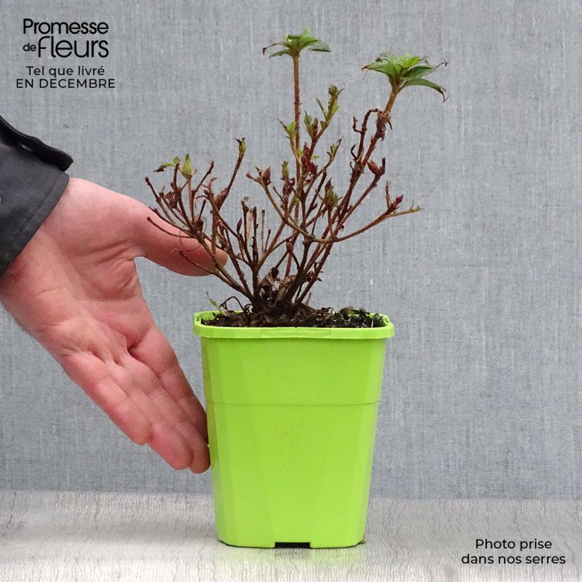 Exemplar von Japanische Azalee ENCORE Debutante - Azalea Topf mit 1L/1,5L wie im Winter geliefert