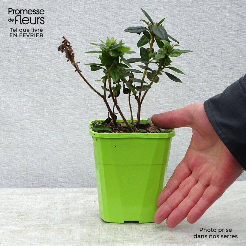 Exemplar von Japanische Azalee ENCORE Empress - Azalea Topf mit 1L/1,5L wie im Winter geliefert