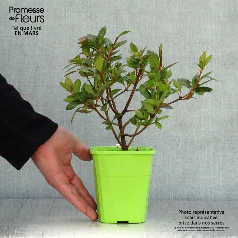 Exemplar von Japanische Azalee ENCORE Empress - Azalea Topf mit 1L/1,5L wie im Frühjahr geliefert