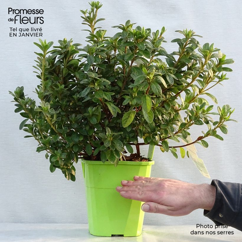Exemplar von Japanische Azalee ENCORE Ivory - Azalea Topf mit 3L/4L wie im Winter geliefert