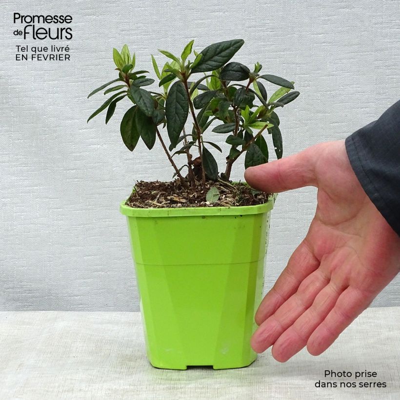 Exemplar von Japanische Azalee ENCORE Jewel - Azalea Topf mit 1L/1,5L wie im Winter geliefert