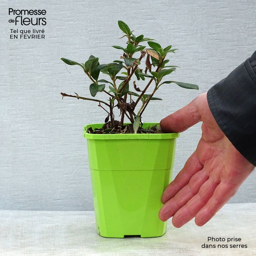 Exemplar von Japanische Azalee ENCORE Princess - Azalea Topf mit 1L/1,5LGelieferte Höhe ca. 15/20cm wie im Winter geliefert