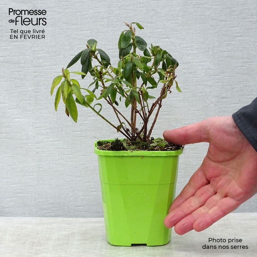 Exemplar von Japanische Azalee ENCORE Starlite - Azalea Topf mit 1L/1,5LGelieferte Höhe ca. 20/30cm wie im Winter geliefert