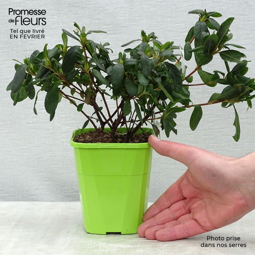 Exemplar von Japanische Azalee ENCORE Sunburst - Azalea Topf mit 1L/1,5L wie im Winter geliefert