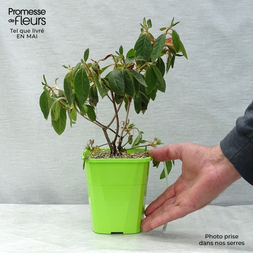 Exemplar von Japanische Azalee ENCORE Sundance - Azalea Topf mit 1L/1,5L wie im Frühjahr geliefert