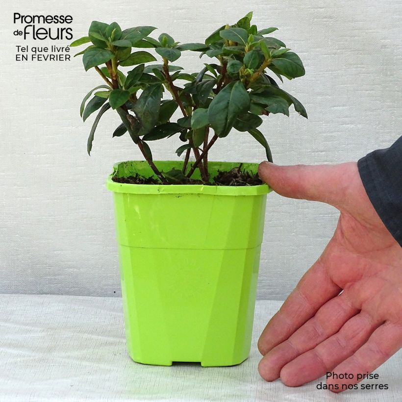 Exemplar von Japanische Azalee ENCORE Sweetheart - Azalea Topf mit 1L/1,5L wie im Winter geliefert