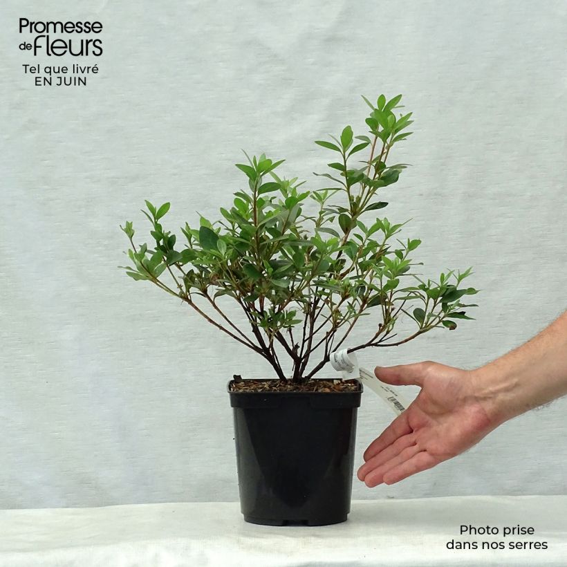 Exemplar von Japanische Azalee Arabesk - Azalea Topf mit 1,5L/2L wie im Sommer geliefert