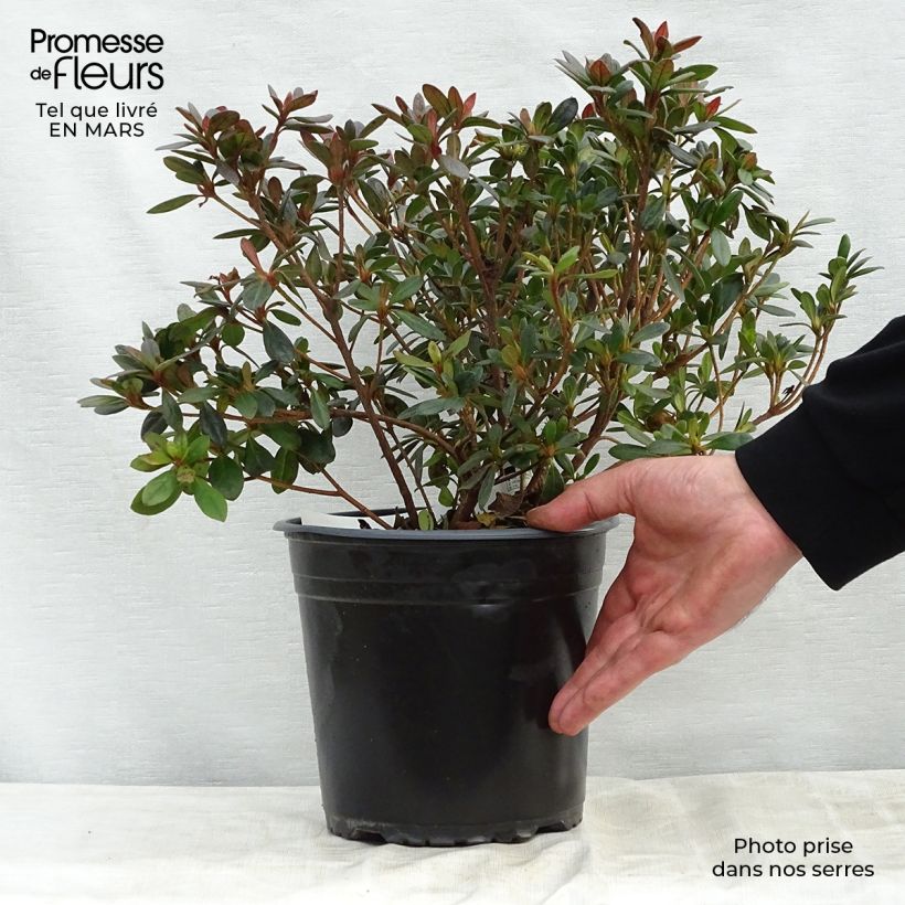 Exemplar von Japanische Azalee Arabesk - Azalea Topf mit 4L/5L wie im Frühjahr geliefert