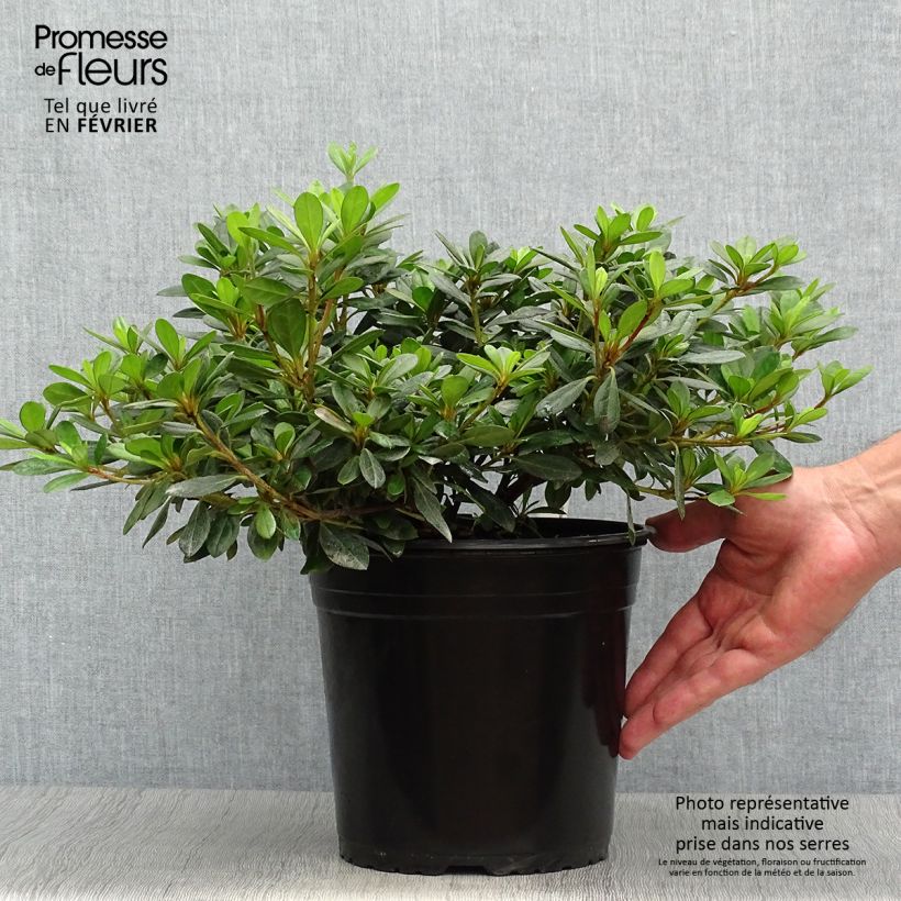 Exemplar von Japanische Azalee Arabesk - Azalea Topf mit 3L/4L wie im Herbst geliefert