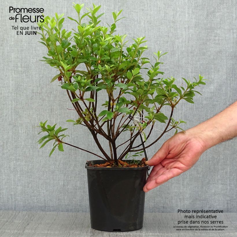 Exemplar von Japanische Azalee Ben Morrisson - Azalea Topf mit 2L/3L wie im Sommer geliefert