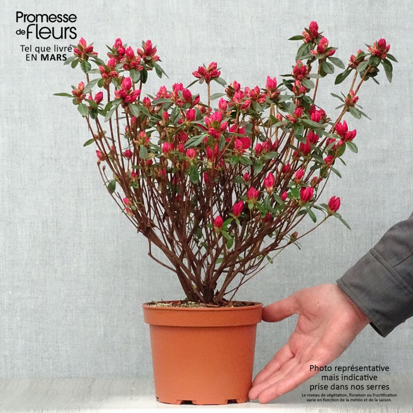 Exemplar von Japanische Azalee Madame Galle - Azalea Topf mit 2L/3L wie im Frühjahr geliefert