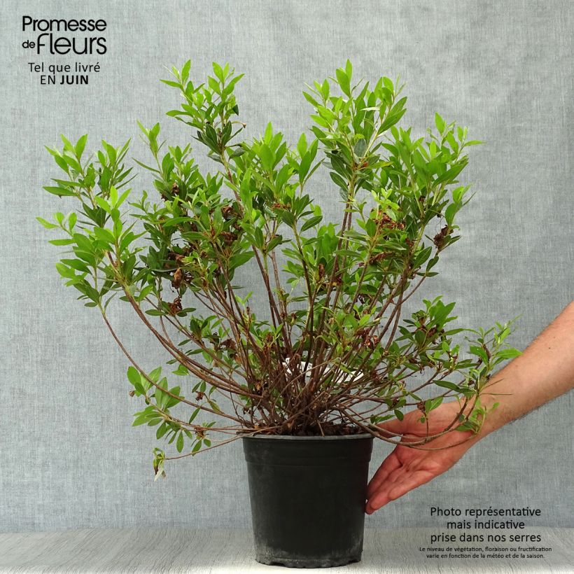 Exemplar von Japanische Azalee Rosa King - Azalea Topf mit 4L/5L wie im Sommer geliefert