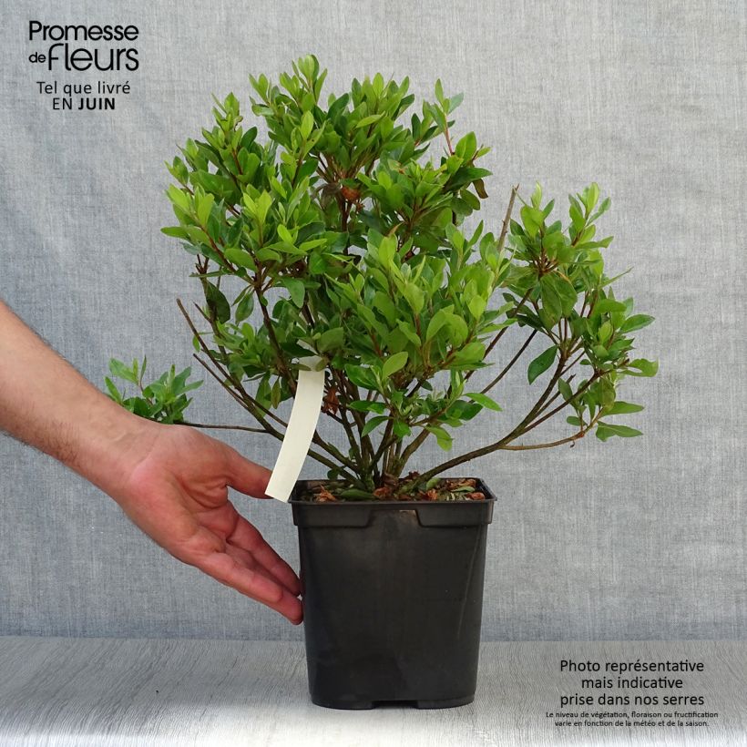 Exemplar von Japanische Azalee Blaauw's pink - Azalea Topf mit 2L/3L wie im Sommer geliefert