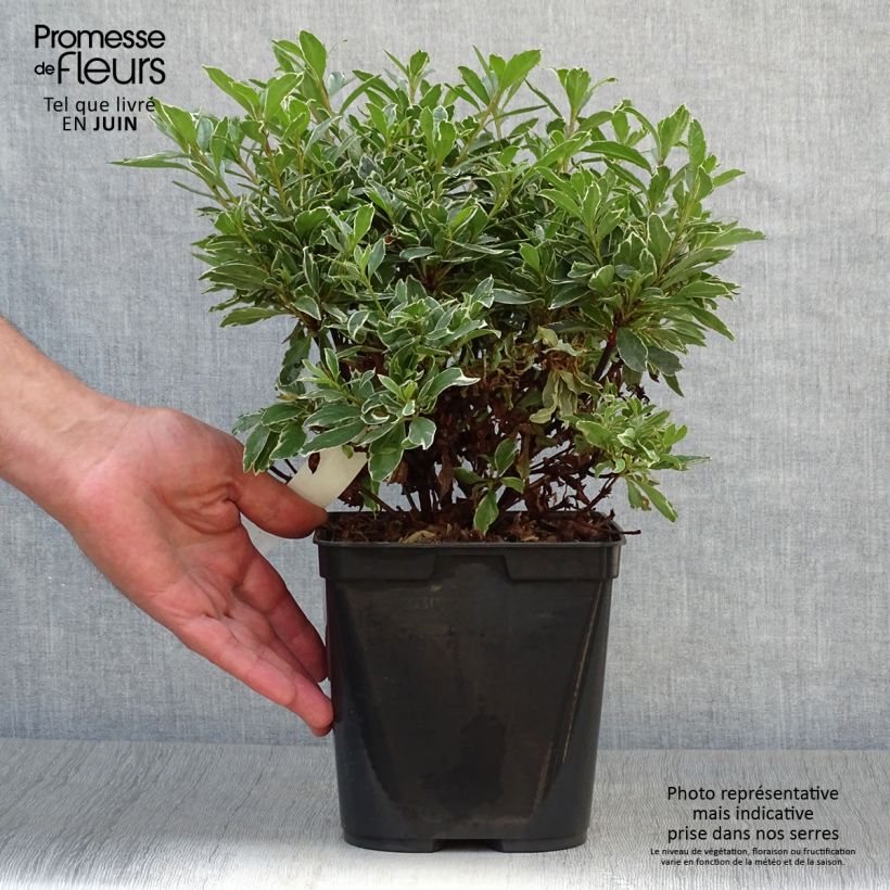 Exemplar von Japanische Azalee Girard's Hot Shot - Azalea Topf mit 2L/3L wie im Sommer geliefert