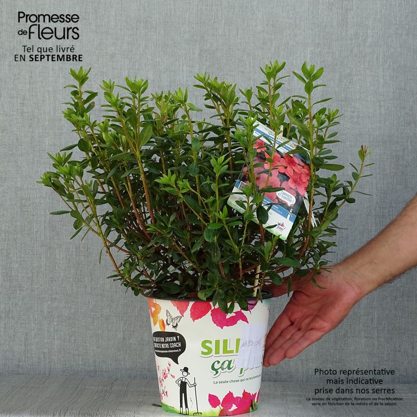 Exemplar von Japanische Azalee Orange Beauty - Rhododendron Hybrid - 4L/5L Topf wie im Sommer geliefert