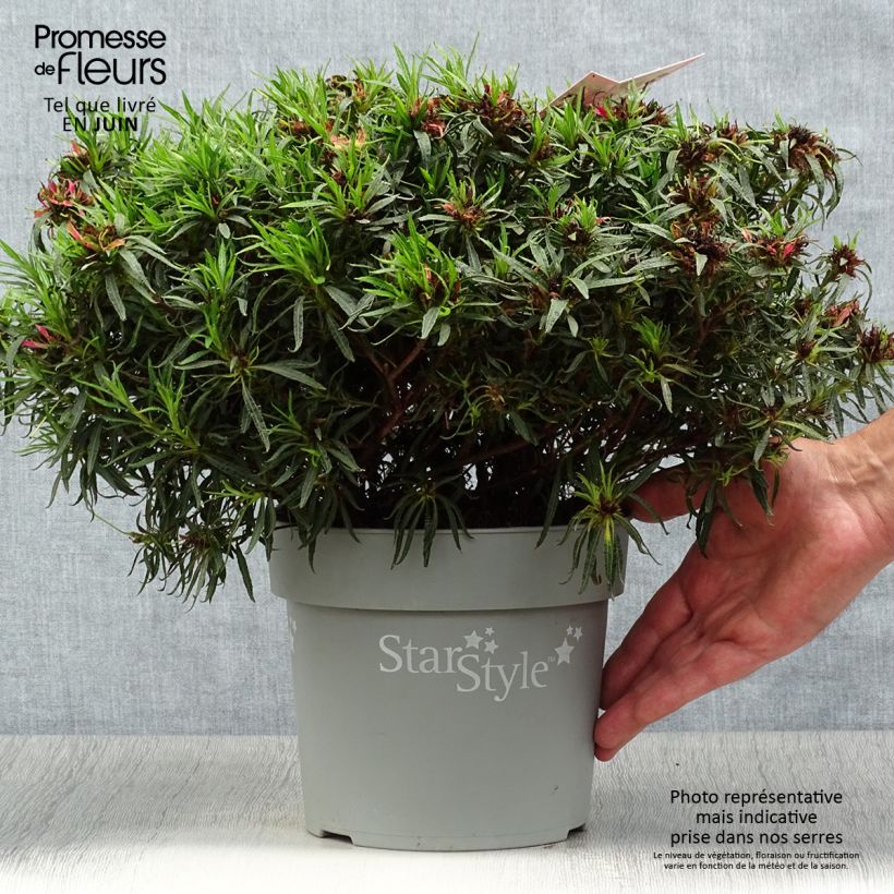 Exemplar von Japanische Azalee Star Style Pink - Azalea Topf mit 3L/4L wie im Sommer geliefert